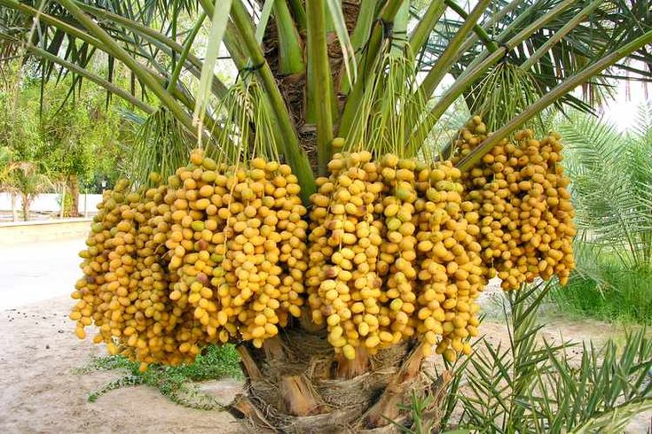 dates-farming-in-india