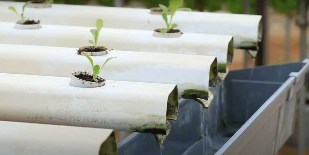 hydroponic-farming