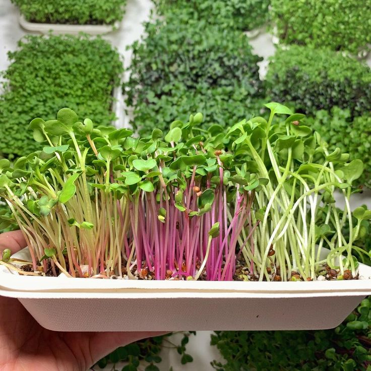 what-is-microgreen