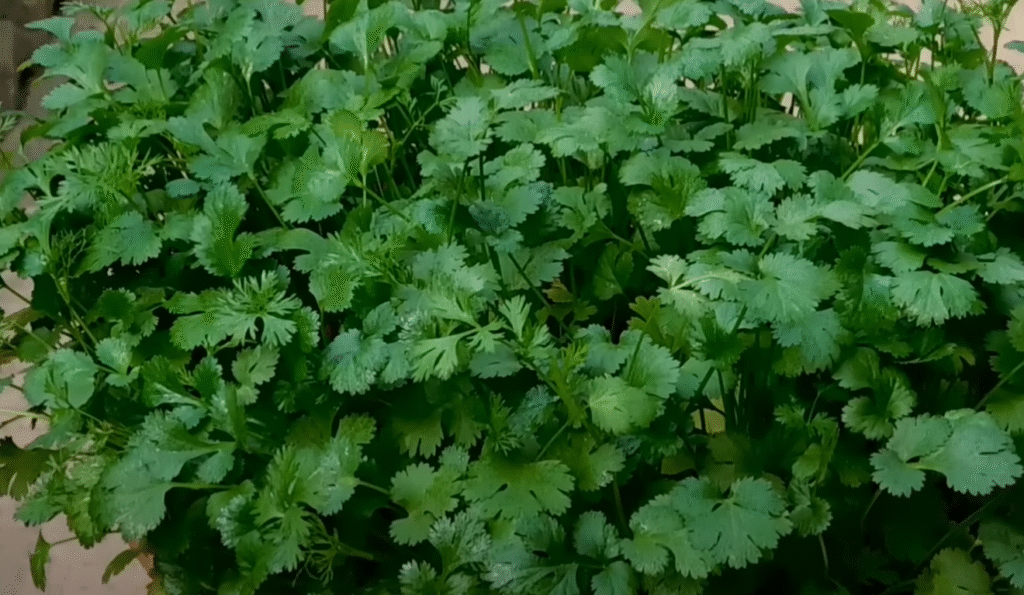 coriander-in-india