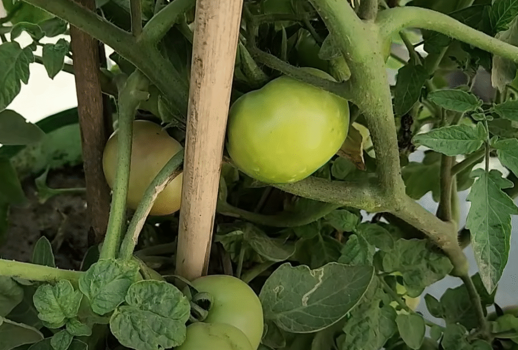 home-grown-tomatoes-in-india