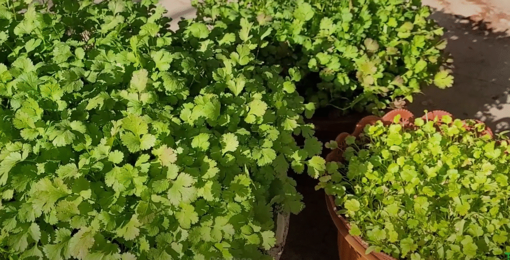 how to grow dhaniya at home