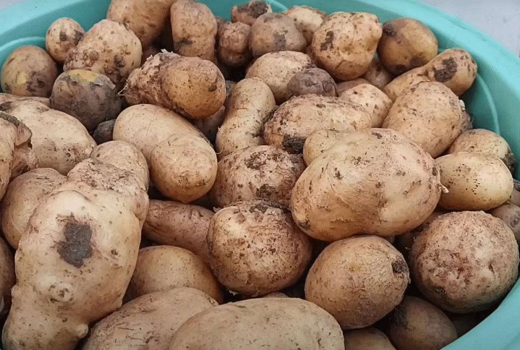 how-to-grow-potatoes-at-home-without-seeds