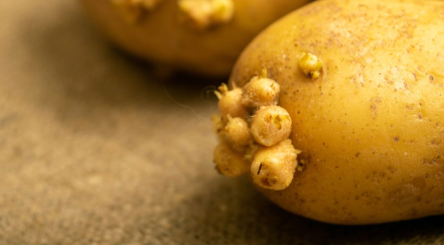 sprouted-potatoes-are-safe-to-eat